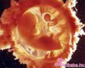 embrió