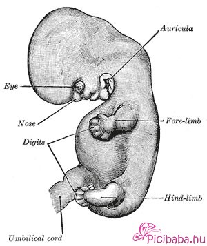 6 hetes embryo
