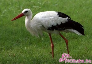 Hiedelmek a gólyáról